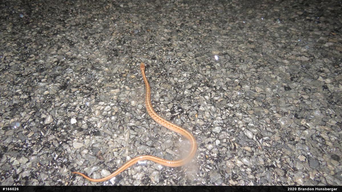 Dekay's Brownsnake
