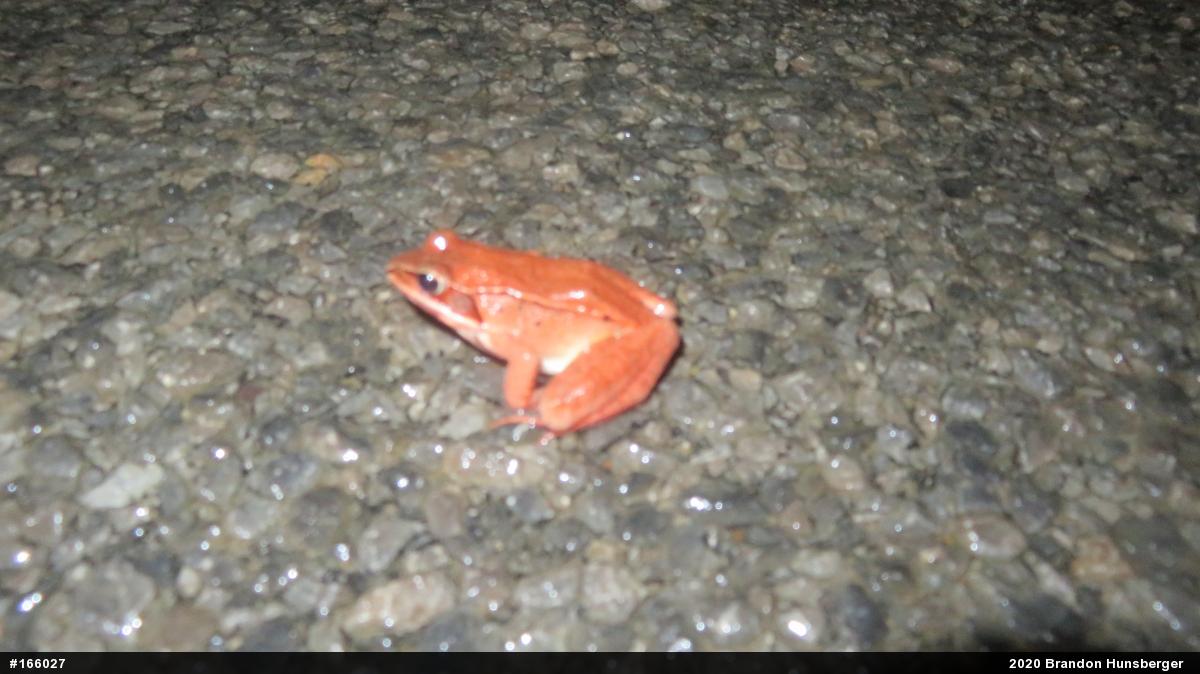 Wood Frog