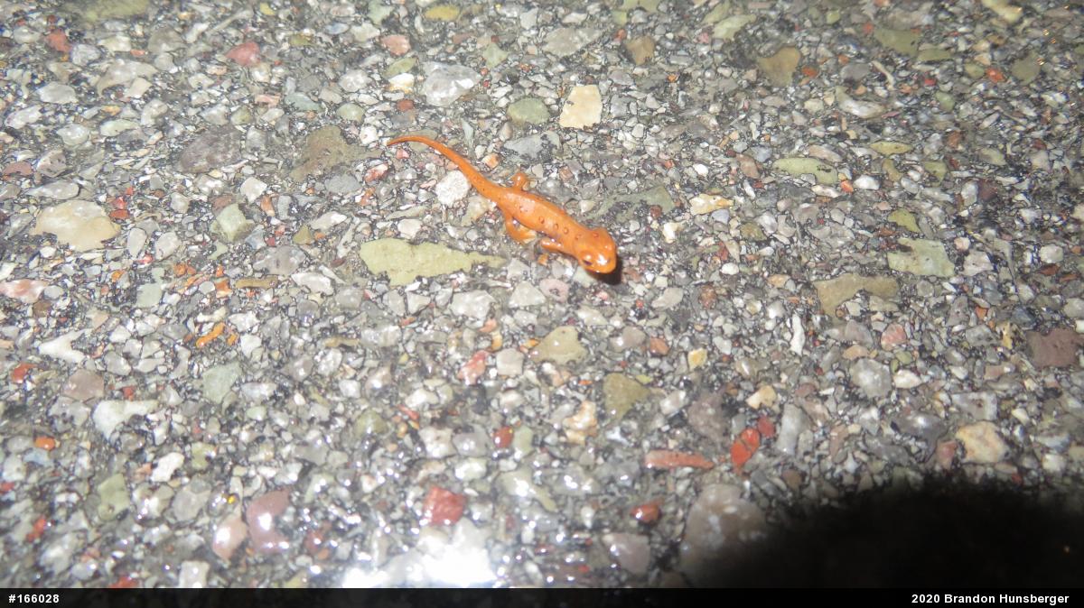 Red-spotted Newt