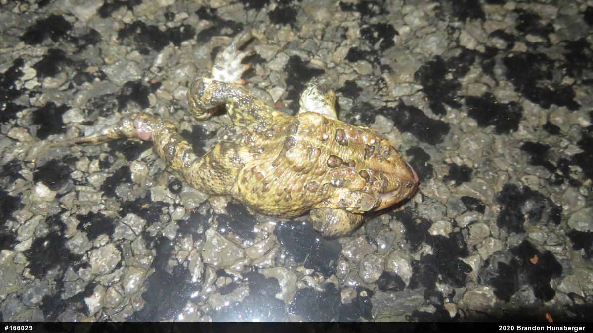 Eastern American Toad