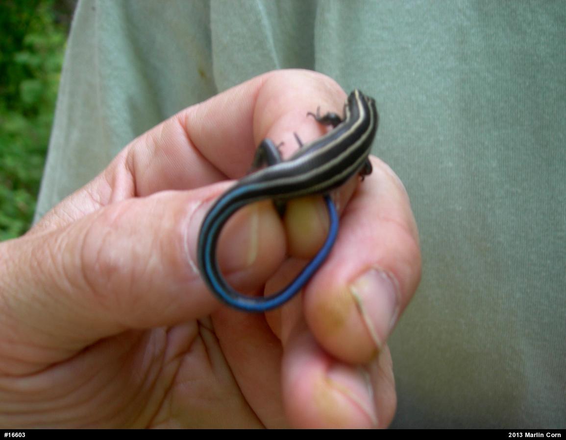 Skinks