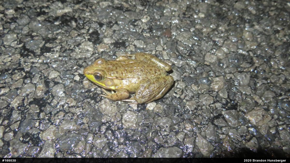 Green Frog