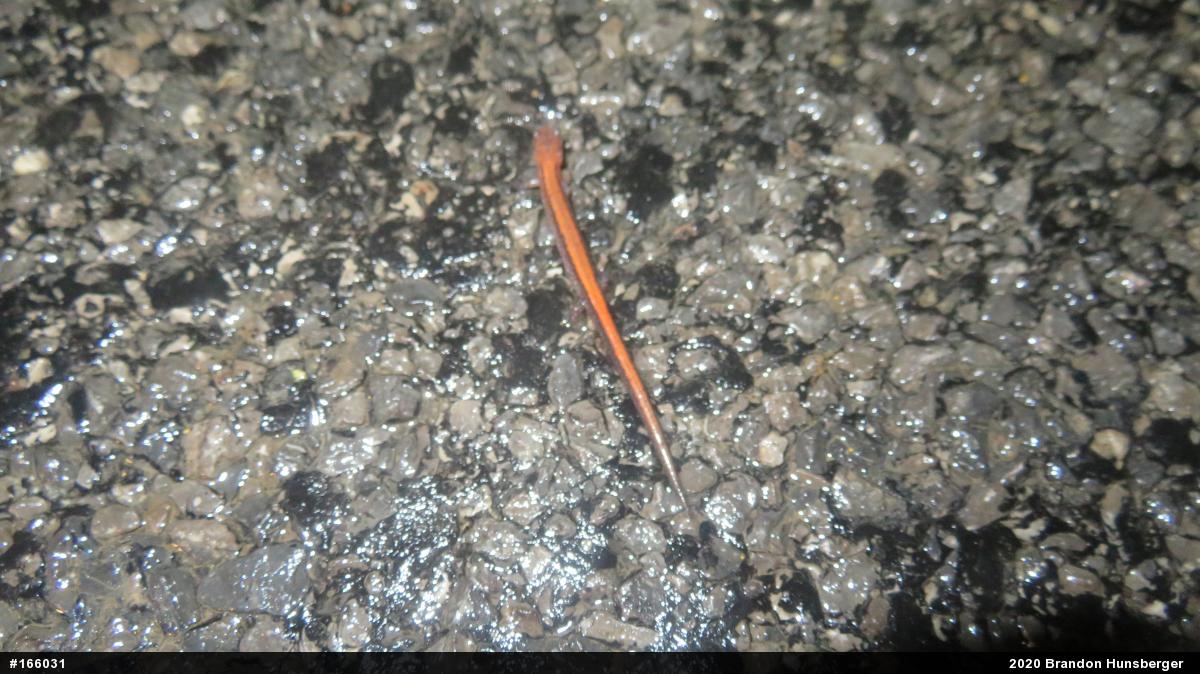 Eastern Red-backed  Salamander