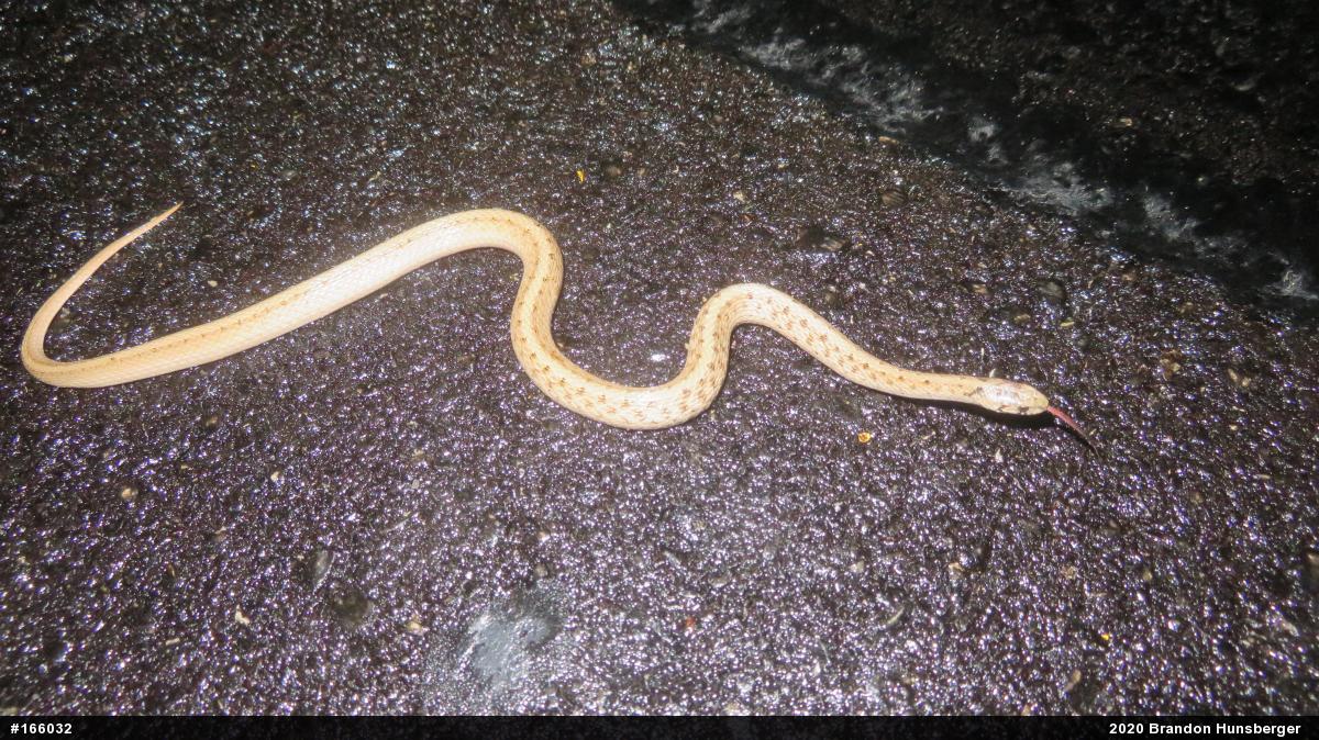 Dekay's Brownsnake