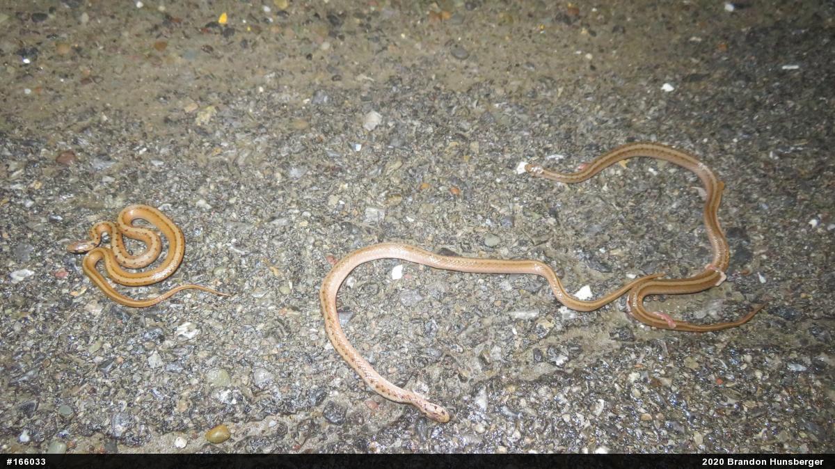 Dekay's Brownsnake