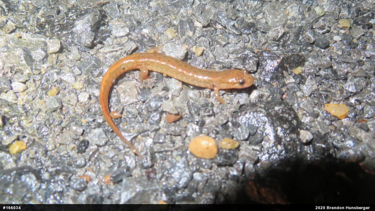 Northern Dusky Salamander