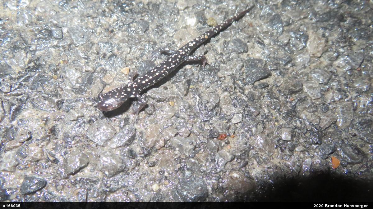 Northern Slimy Salamander