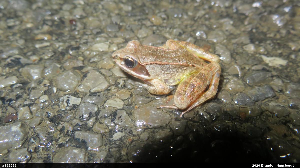 Wood Frog
