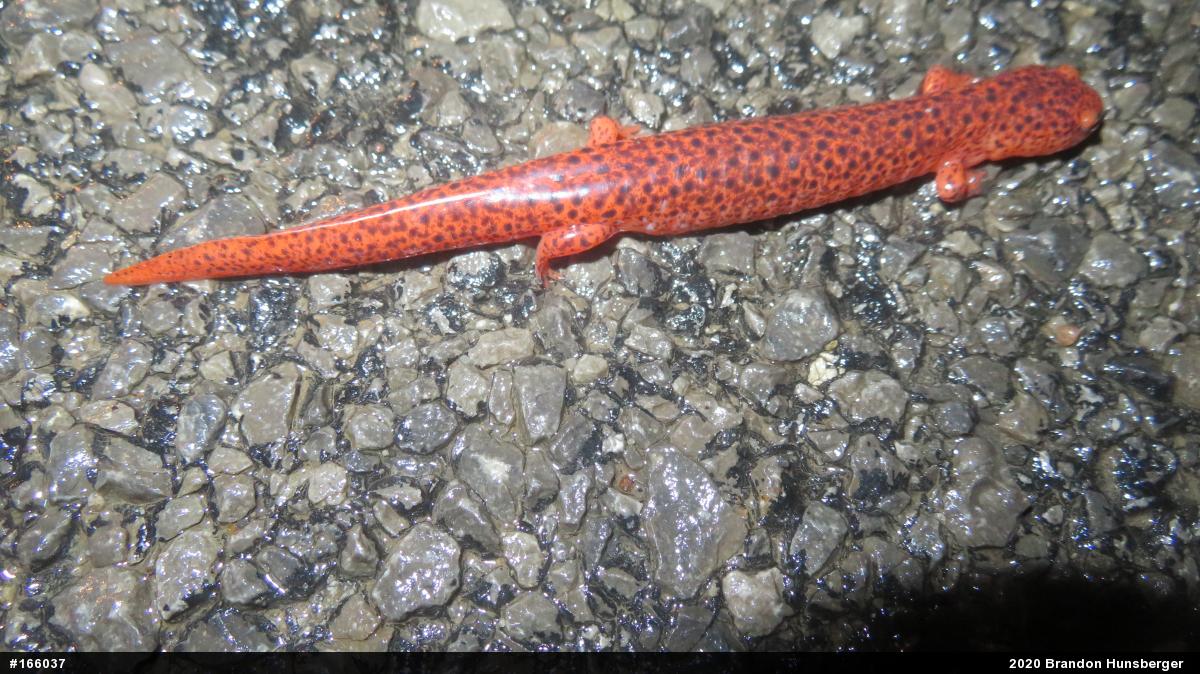 Northern Red Salamander