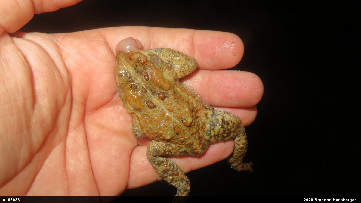 Eastern American Toad