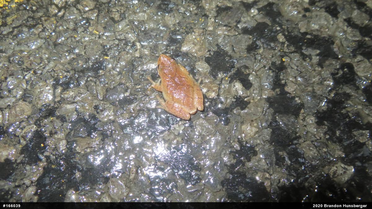 Spring Peeper