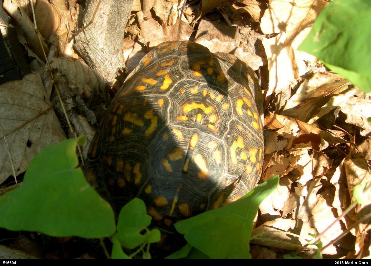 Eastern Box Turtle
