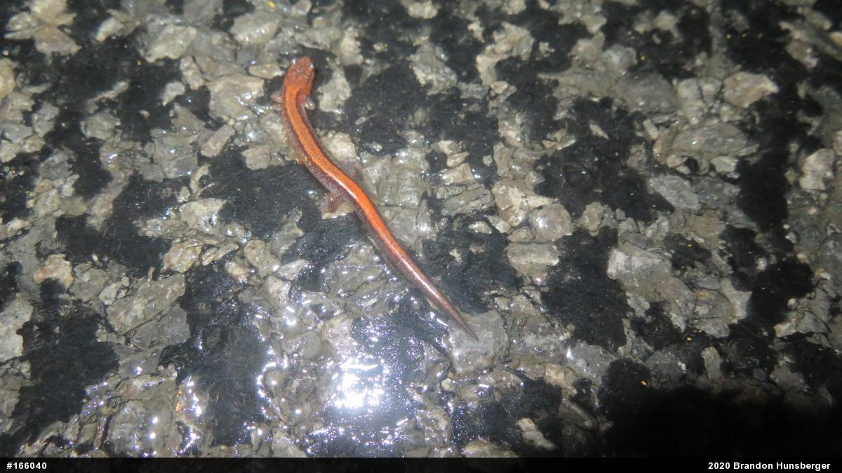Eastern Red-backed  Salamander
