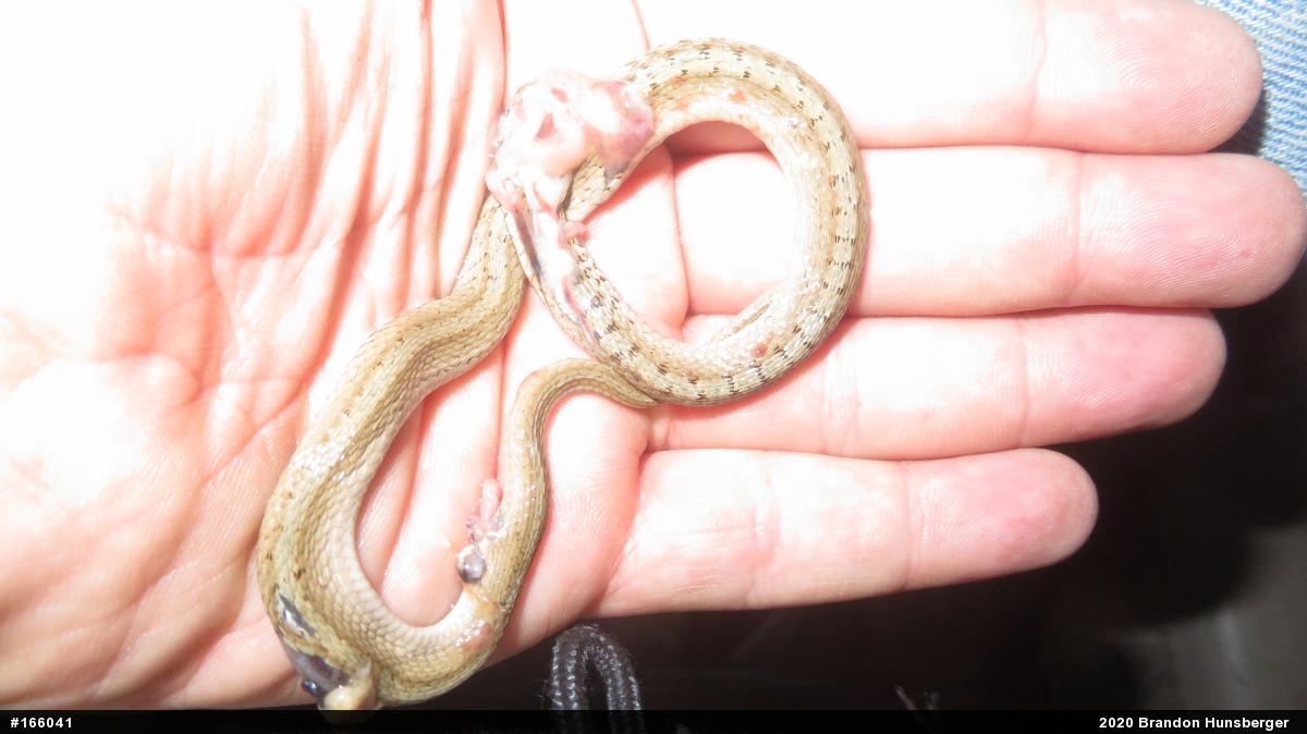Dekay's Brownsnake