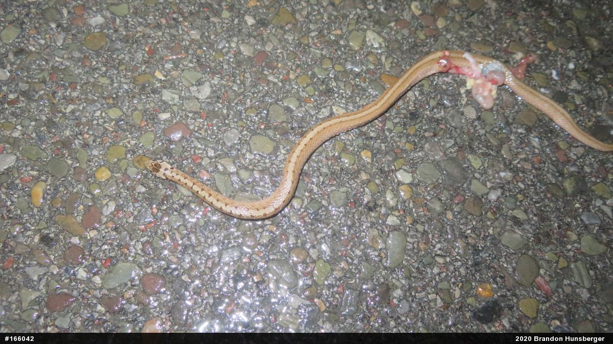 Dekay's Brownsnake
