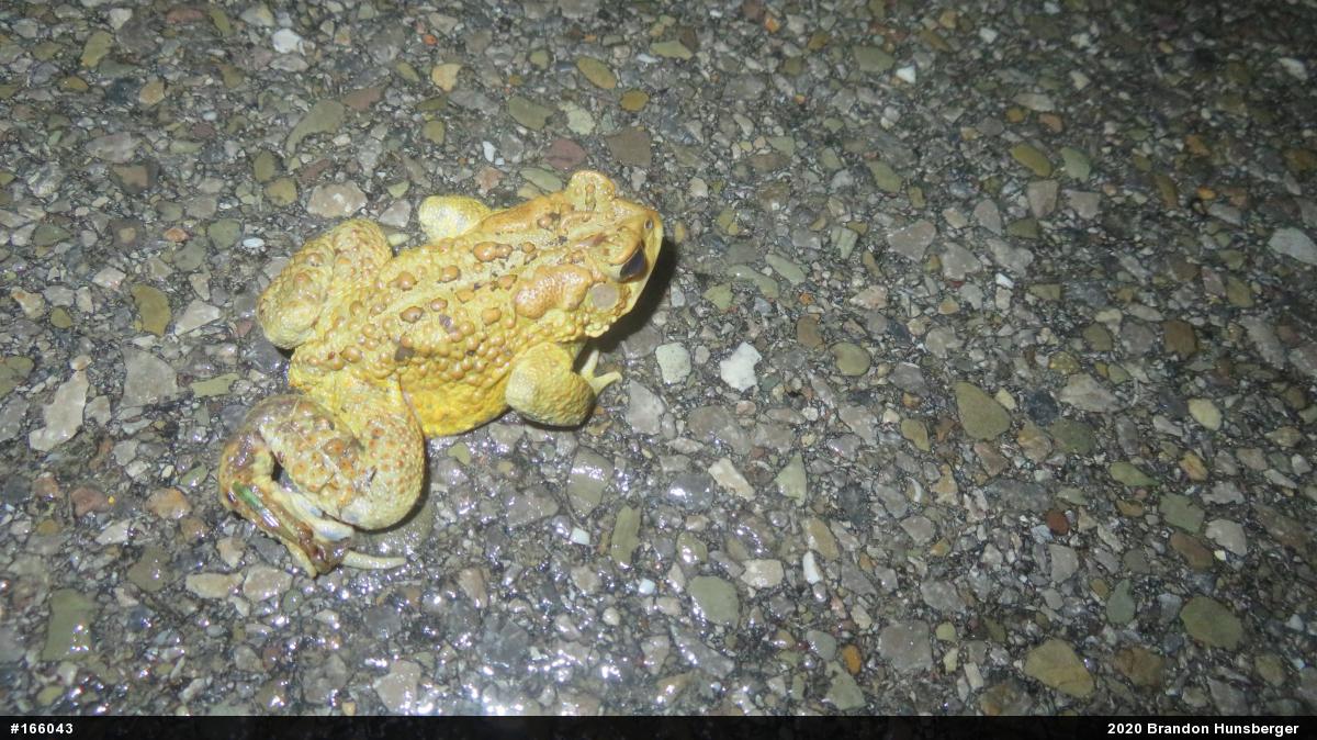 Eastern American Toad