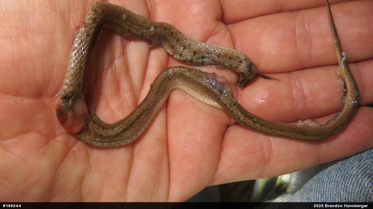 Dekay's Brownsnake
