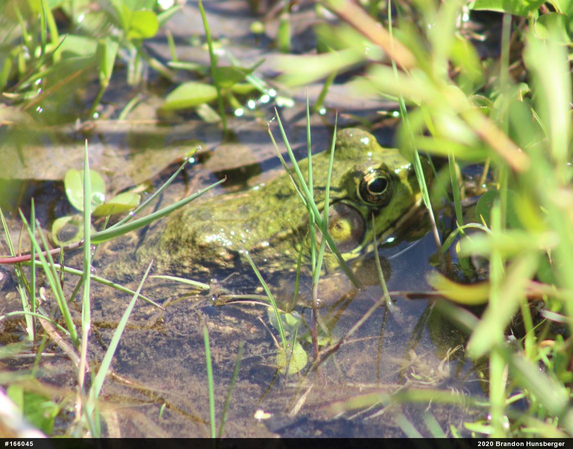 Green Frog