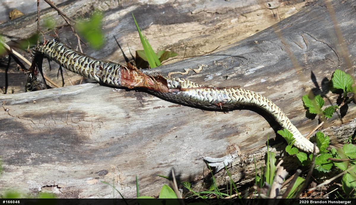 Northern Watersnake