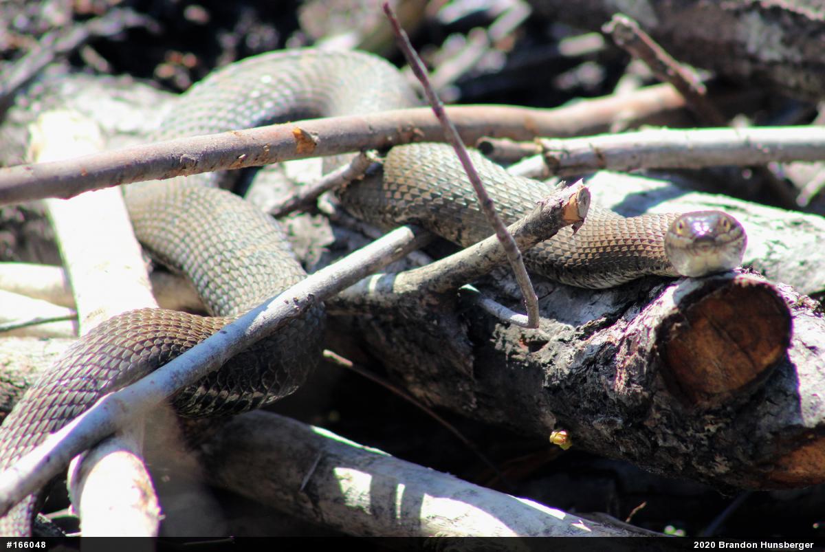 Northern Watersnake