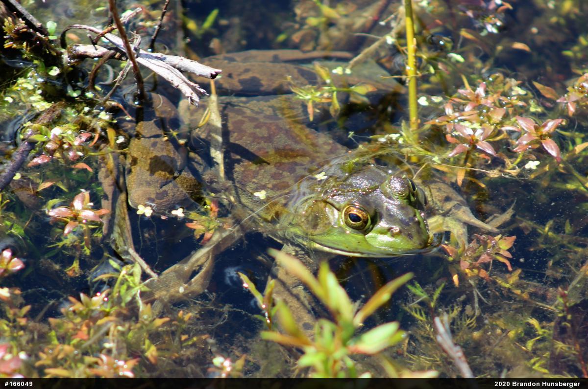American Bullfrog