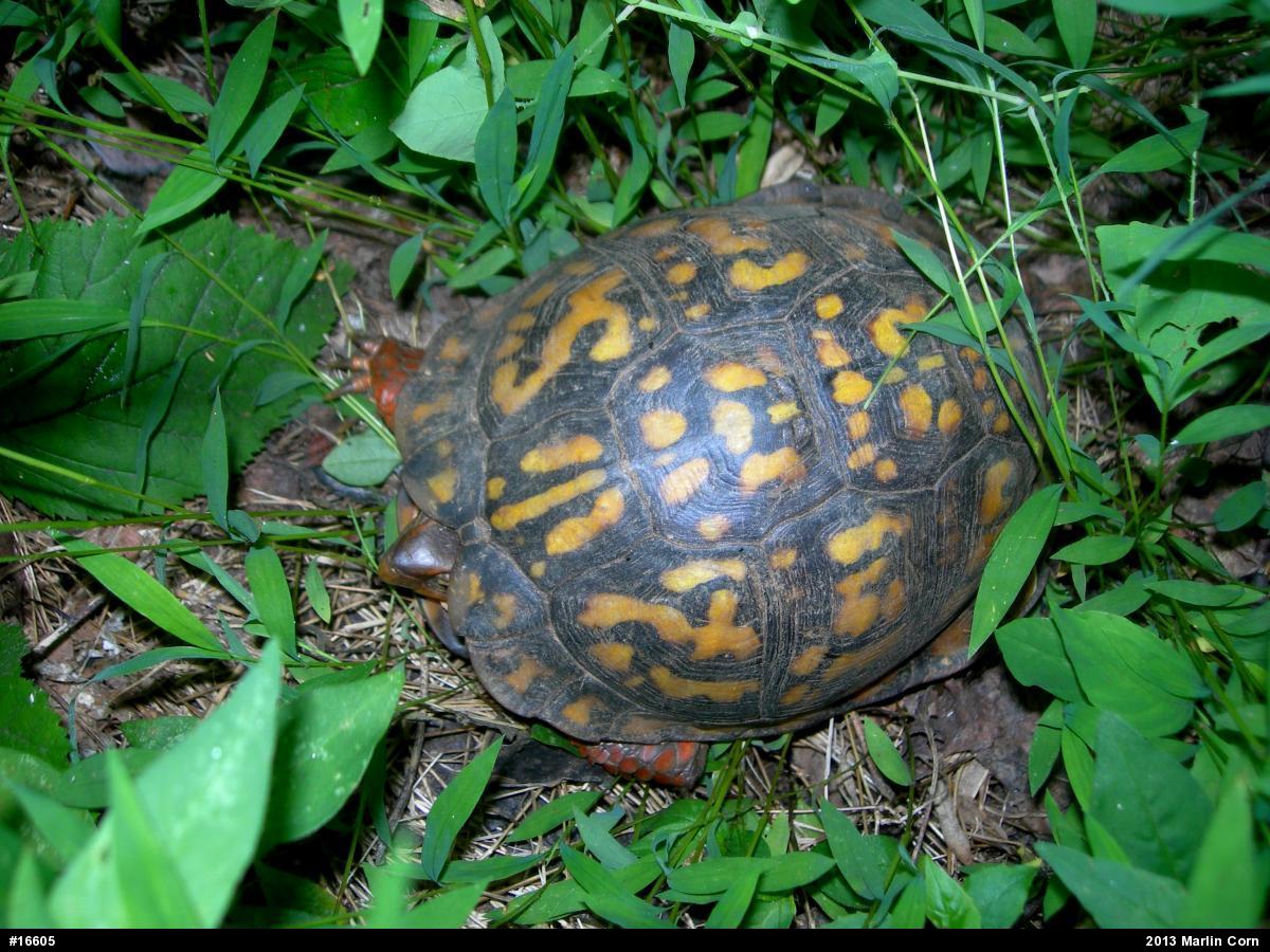 Eastern Box Turtle