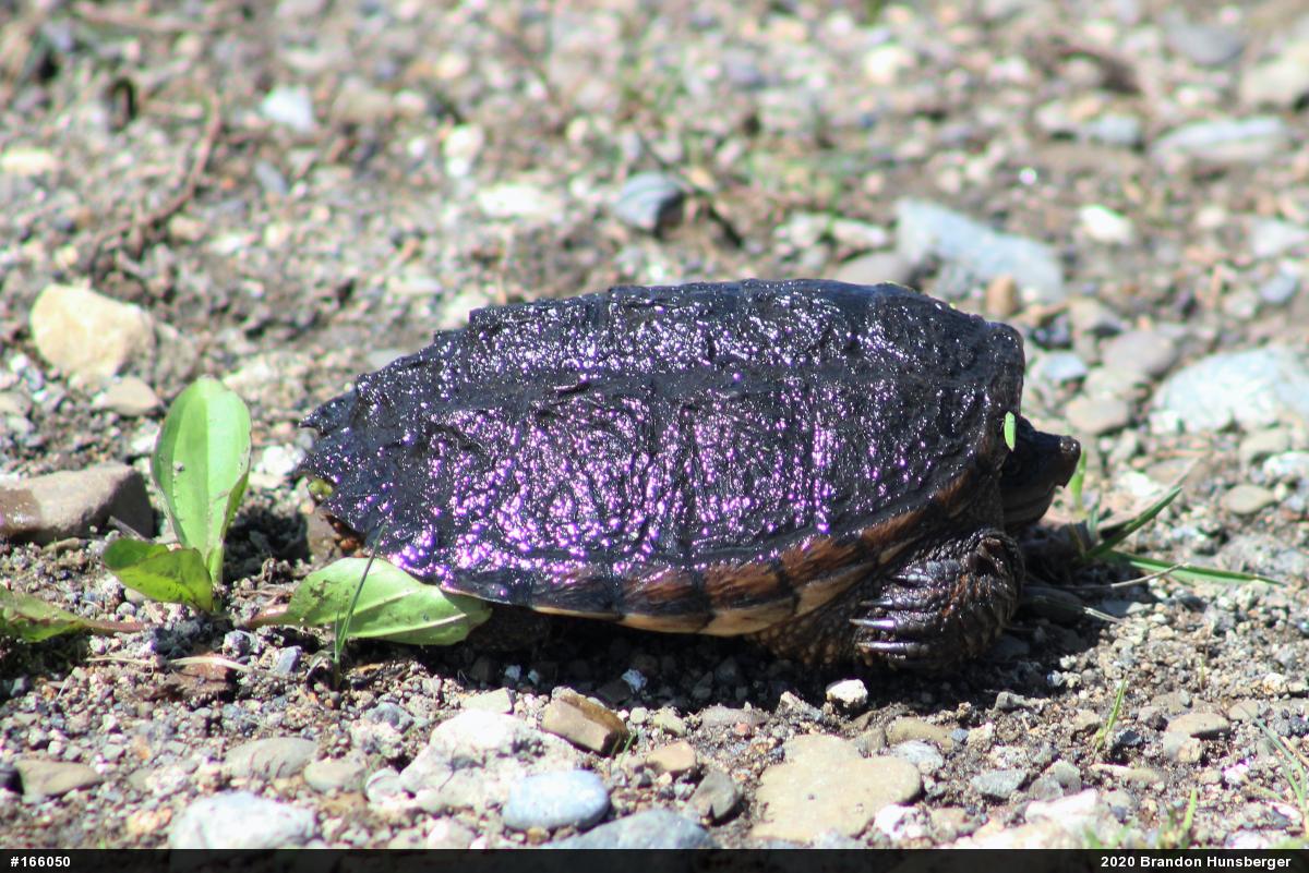 Snapping Turtle