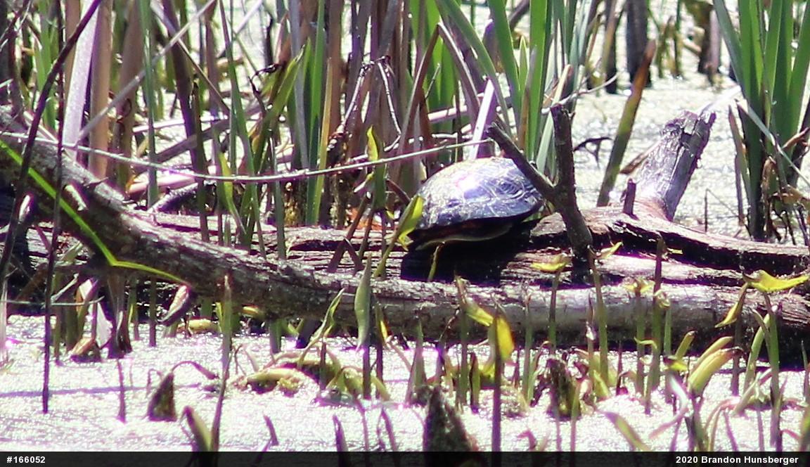 Midland Painted Turtle