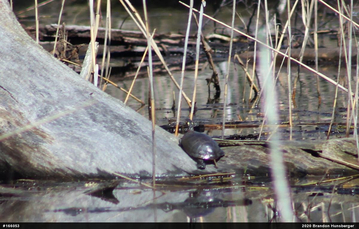 Midland Painted Turtle