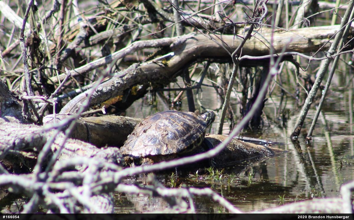 Red-eared Slider