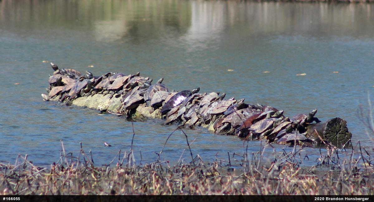 Northern Map Turtle