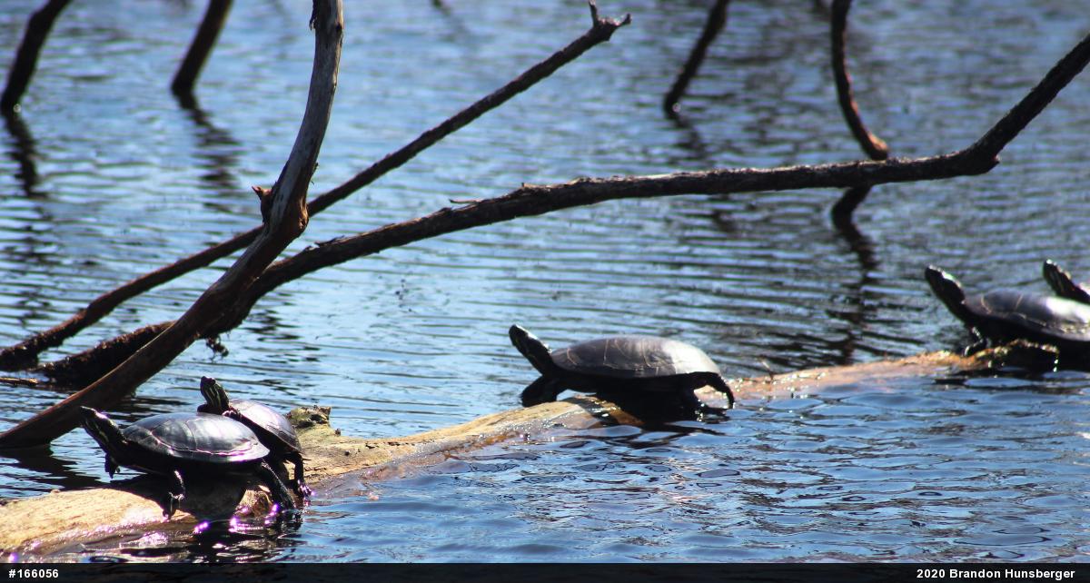 Midland Painted Turtle