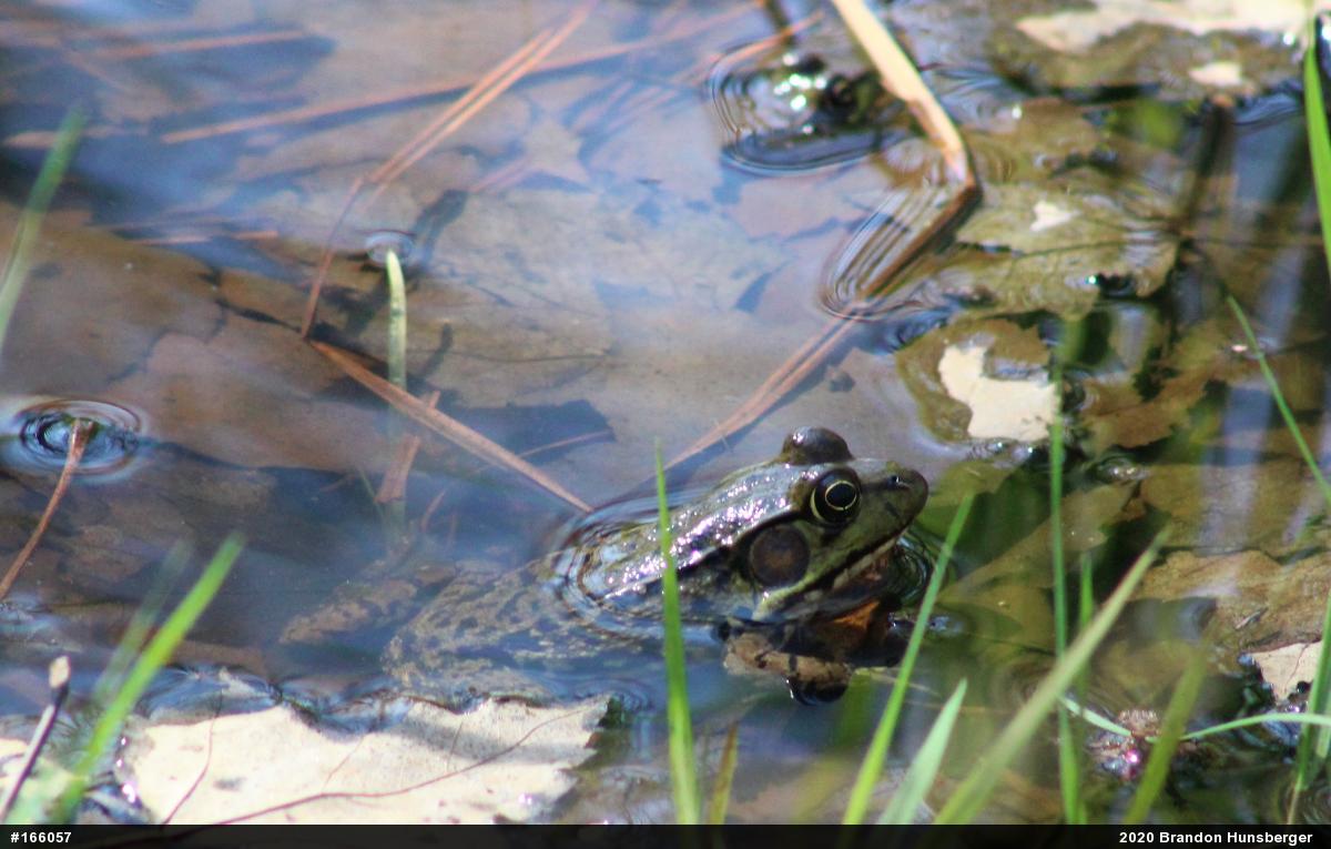 Green Frog