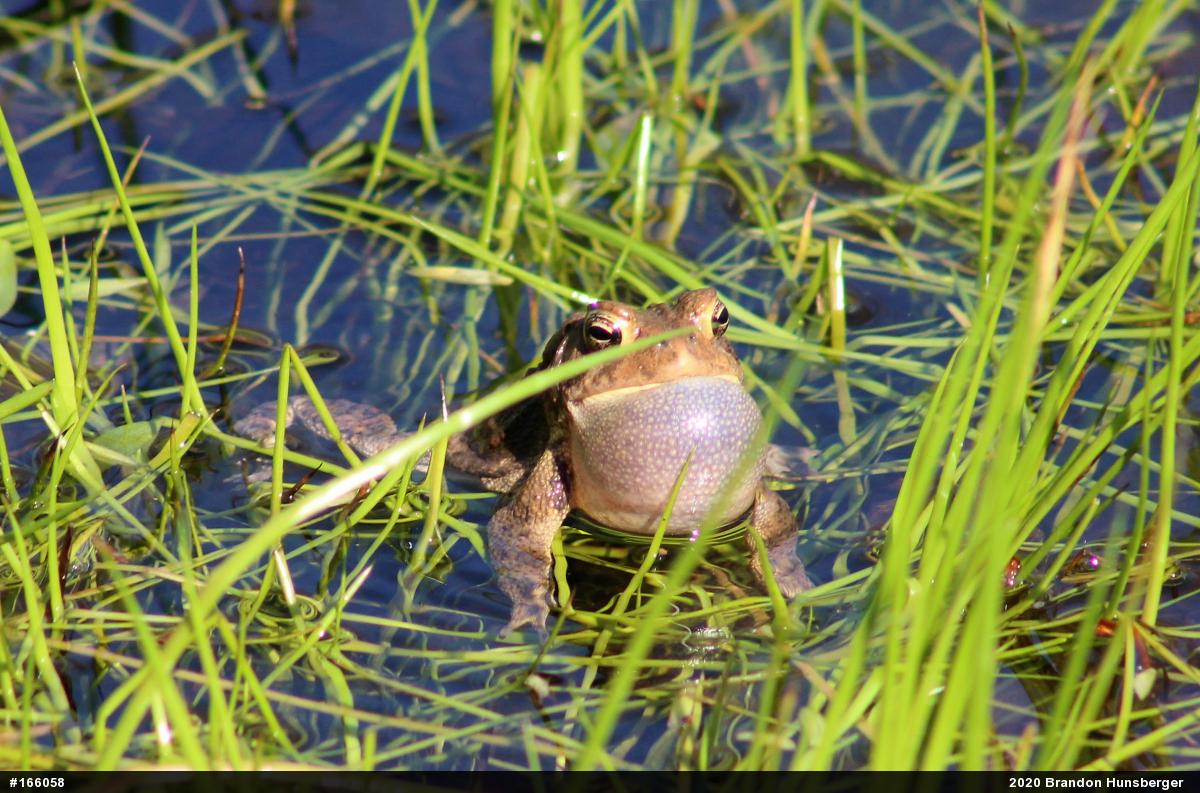 Eastern American Toad