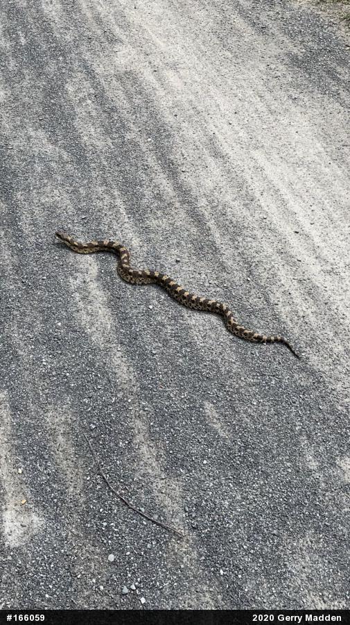 Eastern Hog-nosed Snake