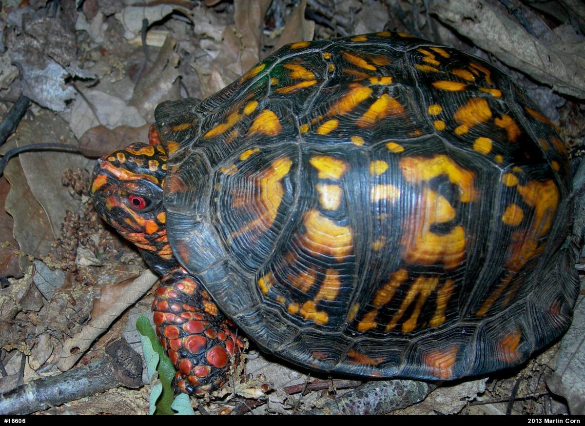 Eastern Box Turtle