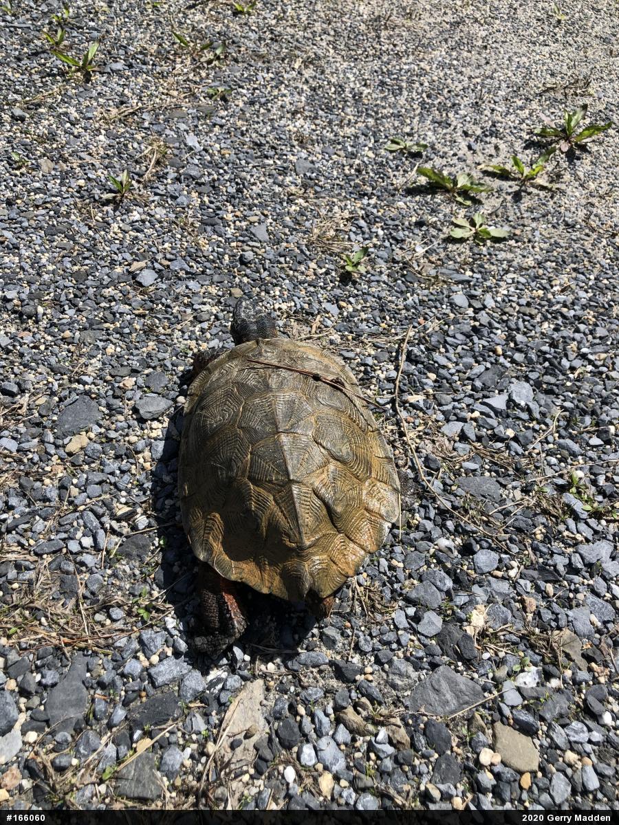 Wood Turtle