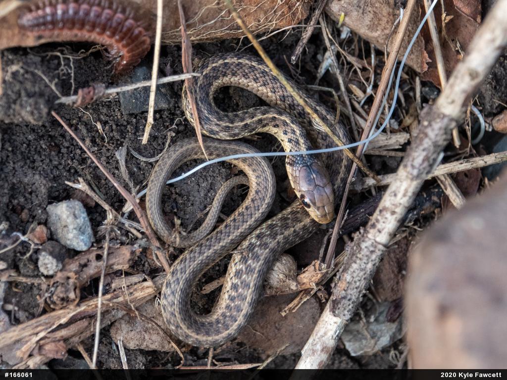 Eastern Gartersnake