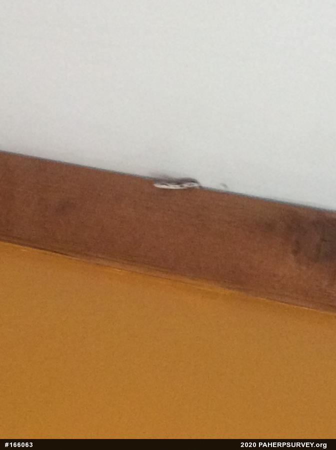 Eastern Ratsnake