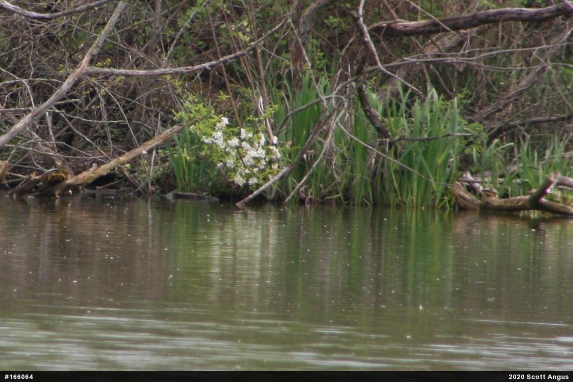 Red-eared Slider