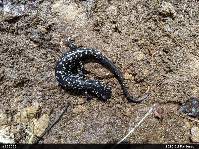 Northern Slimy Salamander