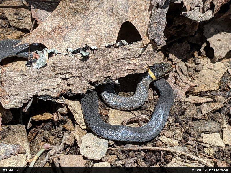 Northern Ring-necked Snake