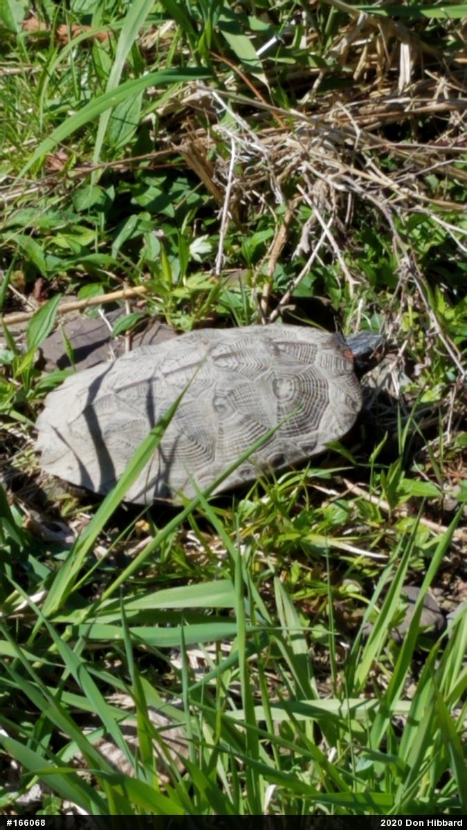 Wood Turtle
