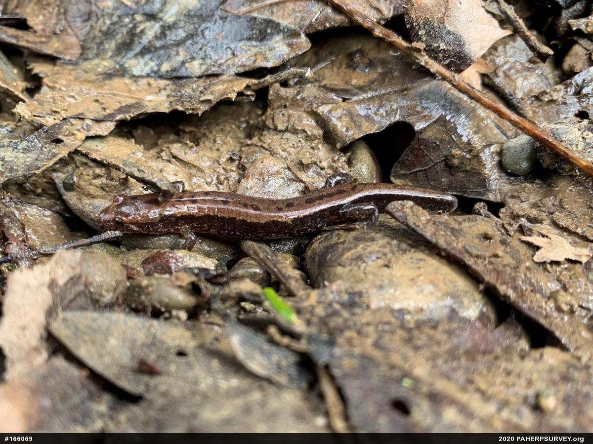 Allegheny Mountain Dusky Salamander