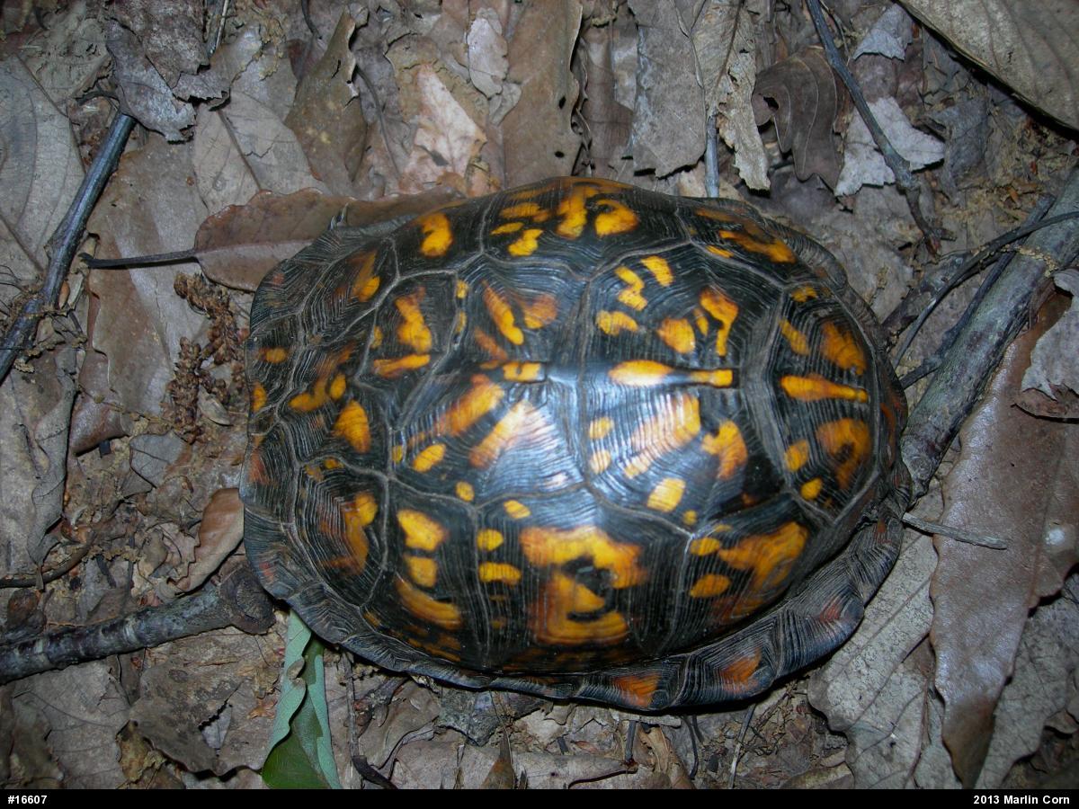 Eastern Box Turtle