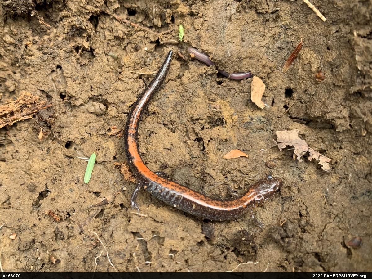 Eastern Red-backed  Salamander