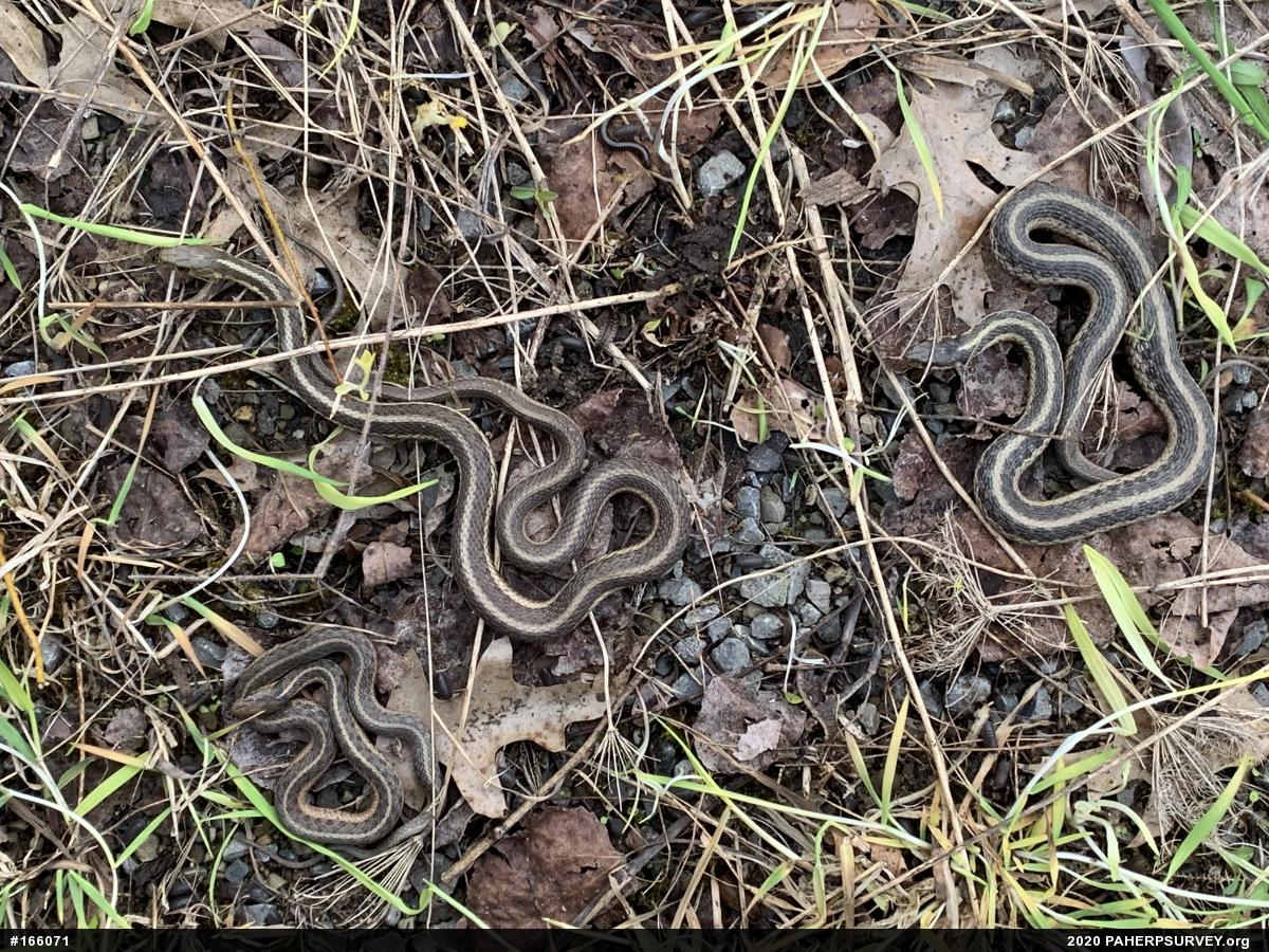Eastern Gartersnake