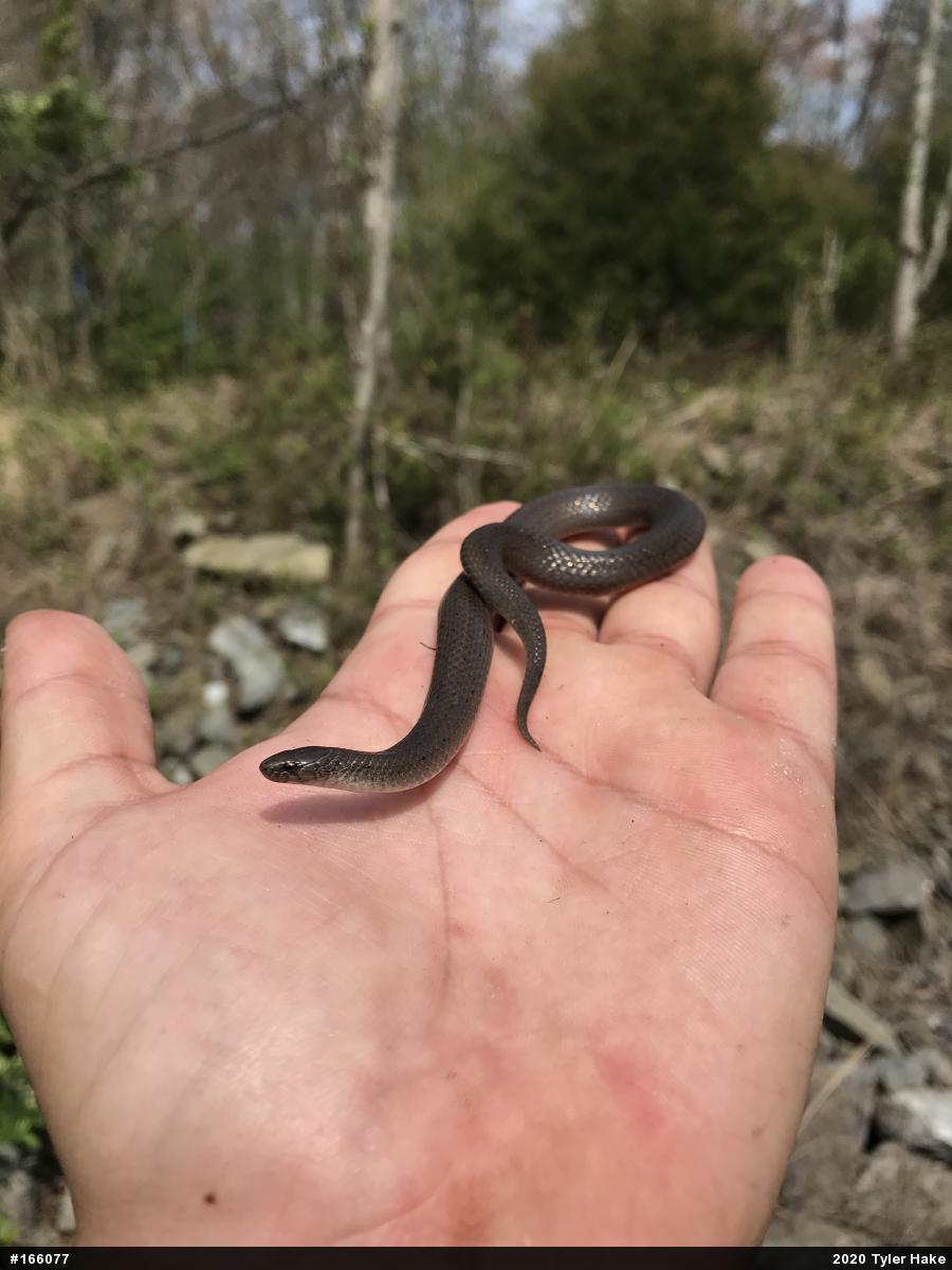 Eastern Smooth Earthsnake