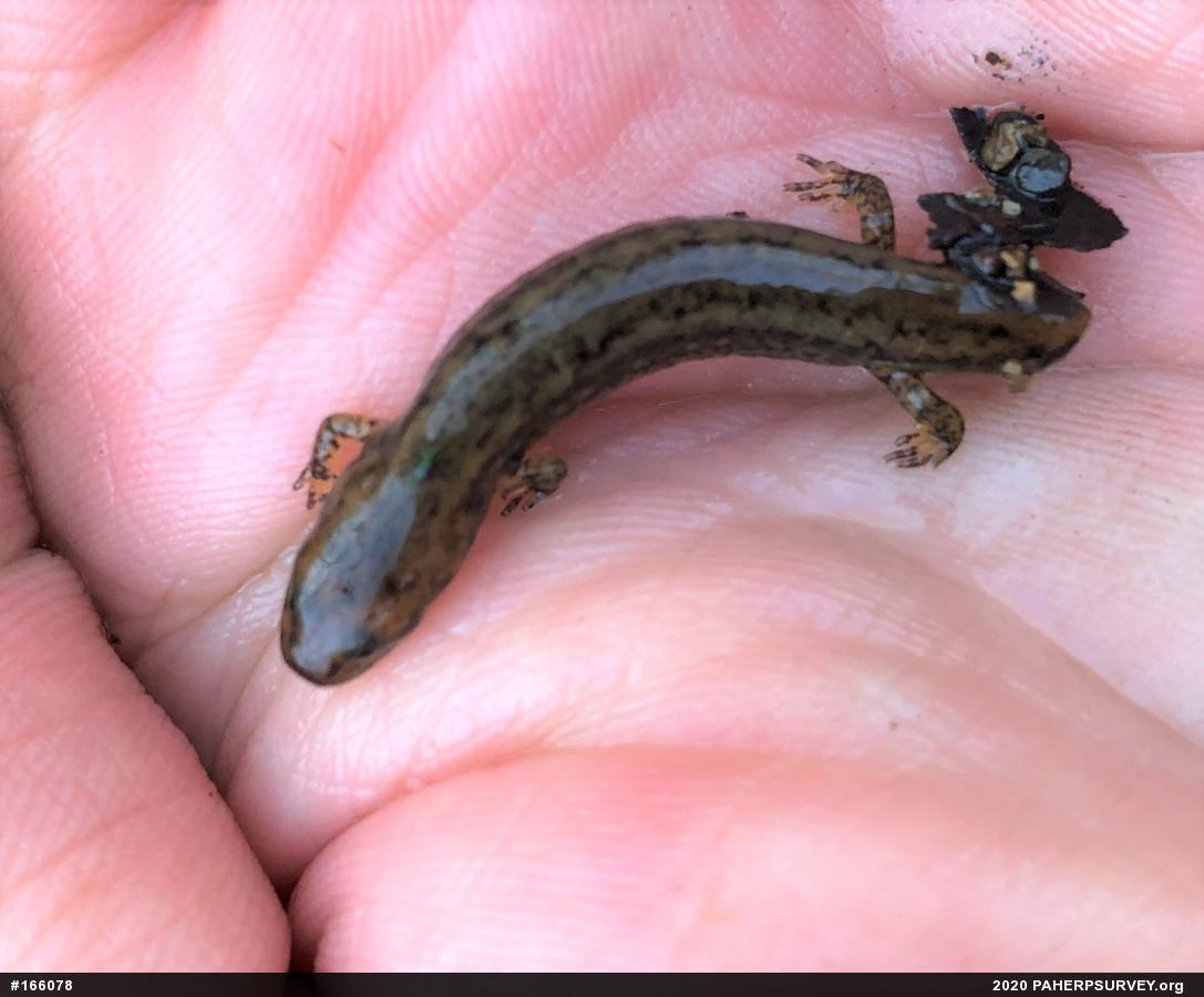 Northern Two-lined Salamander