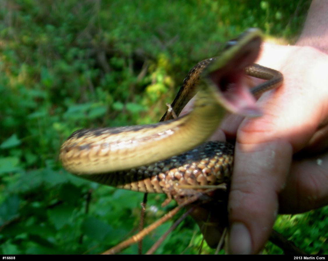 Eastern Gartersnake